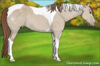 Horse Color:Classic Champagne Dun Tobiano Varnish 