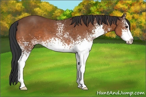 Horse Color:White Spotted Bay Sabino