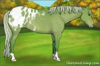 Horse Color:Watercolor Silver Brown Appaloosa 