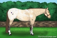 Horse Color:Buckskin Dun  and Bay Dun Snowcap 
