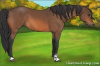 Horse Color:Bay Sabino 