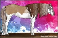 Horse Color:Red Dun Splash Brindle
