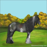 Horse Color:White Spotted Black Sabino 
