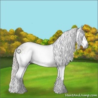 Horse Color:Gray White Spotted Silver Black Sabino 