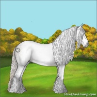 Horse Color:Gray Silver Black Sabino
