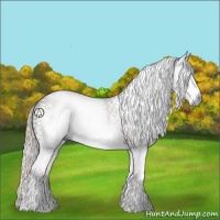 Horse Color:Gray White Spotted Silver Black 