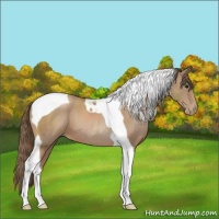 Horse Color:Black Pearl Tobiano 