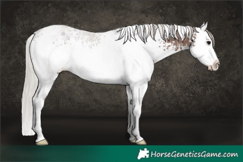 Horse Color:White Spotted Silver Black Sabino Splash 