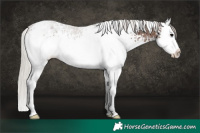 Horse Color:White Spotted Silver Black Sabino Splash