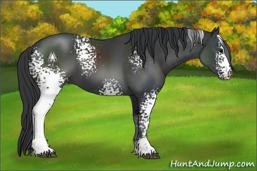 Horse Color:White Spotted Black Sabino 