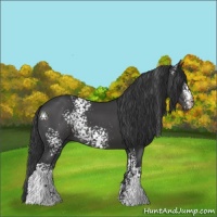Horse Color:White Spotted Black 