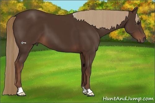 Horse Color:Liver Chestnut 