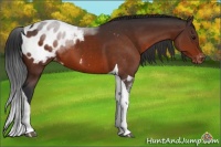 Horse Color:Bay Sabino Tobiano Appaloosa