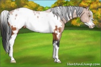 Horse Color:White Spotted Bay Frame Appaloosa