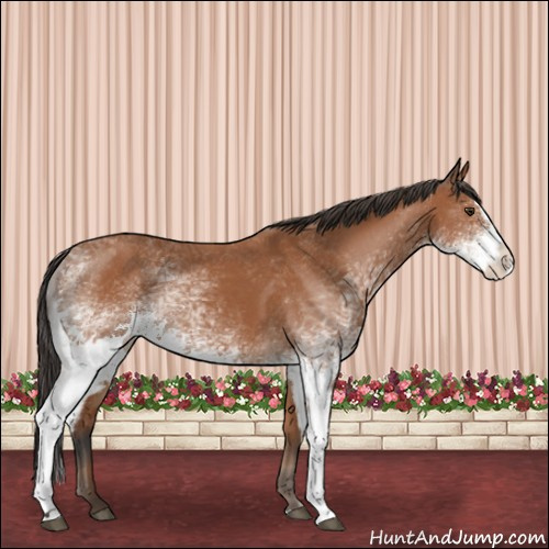 Horse Color:White Spotted Bay Splash and White Spotted Bay Splash