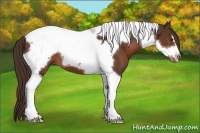 Horse Color:Liver Chestnut Tobiano Frame