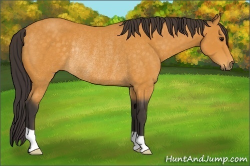 Horse Color:Buckskin Rabicano 