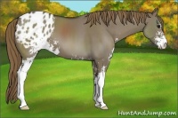Horse Color:Smoky Grullo Sabino Appaloosa 