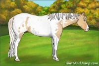 Horse Color:Silver Sable Cream Champagne Dun Tobiano Appaloosa 