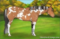Horse Color:White Spotted Bay 