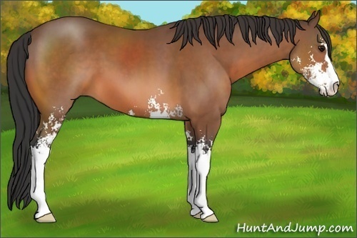 Horse Color:Bay Sabino 
