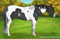 Horse Color:Black Tobiano 