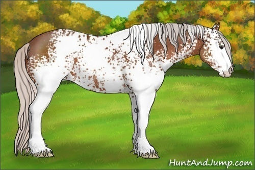 Horse Color:White Spotted Silver Bay 