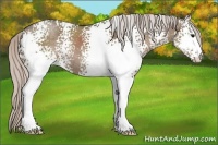 Horse Color:White Spotted Silver Grullo 