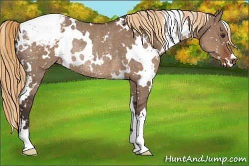Horse Color:White Spotted Liver Red Dun Appaloosa Rabicano