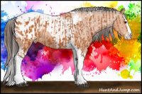 Horse Color:Bay Splash Tobiano Appaloosa  and Bay Splash Tobiano Appaloosa 