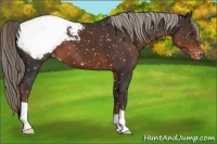 Horse Color:Liver Chestnut Appaloosa