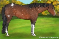 Horse Color:Brown Appaloosa 