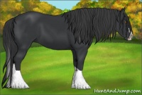 Horse Color:Black Splash Tobiano