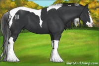 Horse Color:Black Splash Tobiano