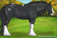 Horse Color:Black Splash Tobiano