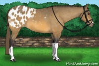 Horse Color:Buckskin Appaloosa