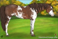 Horse Color:Liver Chestnut Sabino Brindle