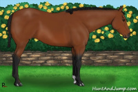 Horse Color:Gray Bay 