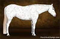 Horse Color:Chestnut Tobiano Leopard