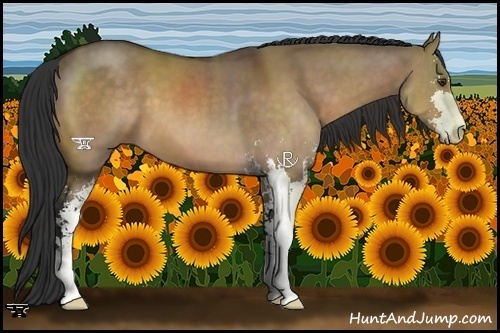 Horse Color:Brown Dun Sabino 