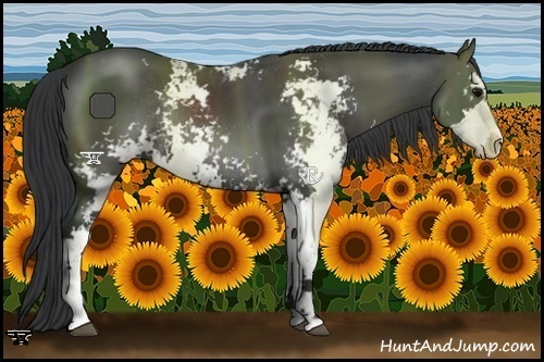 Horse Color:Black Sabino Rabicano 