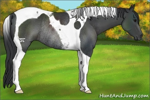 Horse Color:Black Tobiano Rabicano 