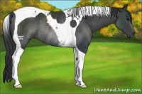 Horse Color:Black Tobiano Rabicano 