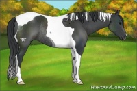 Horse Color:Black Tobiano Rabicano