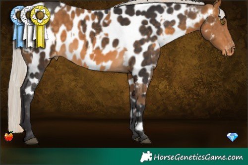 Horse Color:Chocolate Palomino Near Leopard  and Silver Buckskin Near Leopard 