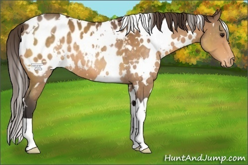 Horse Color:White Spotted Buckskin Appaloosa