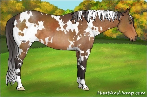 Horse Color:White Spotted Buckskin