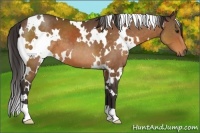Horse Color:White Spotted Buckskin 