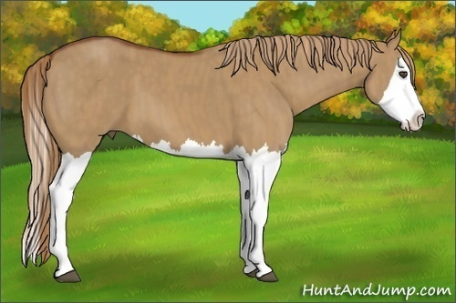 Horse Color:Red Dun Splash  Brindle