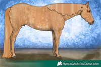 Horse Color:Palomino Dun Splash Brindle
